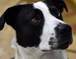 black-and-white dog