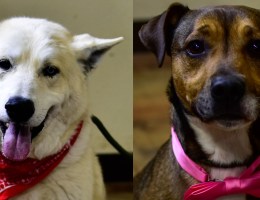 white dog wearing red bandana and brown dog wearing pink bow-tie