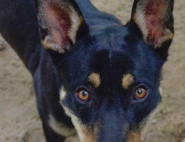 shepherd mix looking at camera