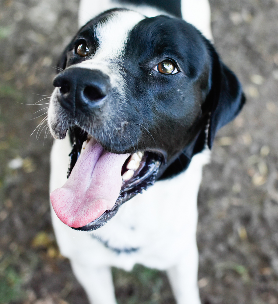 Black-and-white dog