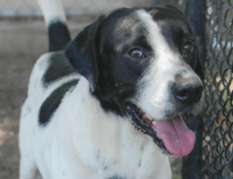Black-and-white dog