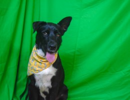black-and-white dog with yellow bandana sitting in front of green screen