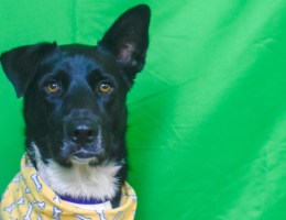 black-and-white dog in front of green screen