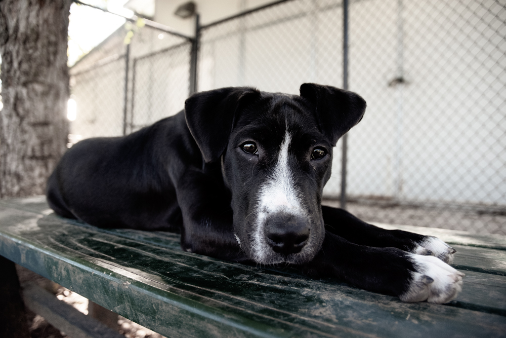 Dog on bench