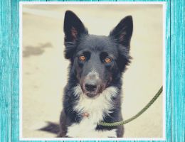 portrait of black-and-white dog with pointy ears